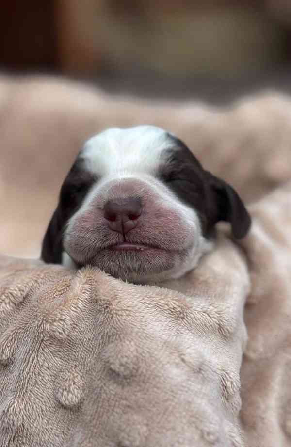 Italský spinone štěně - foto 3