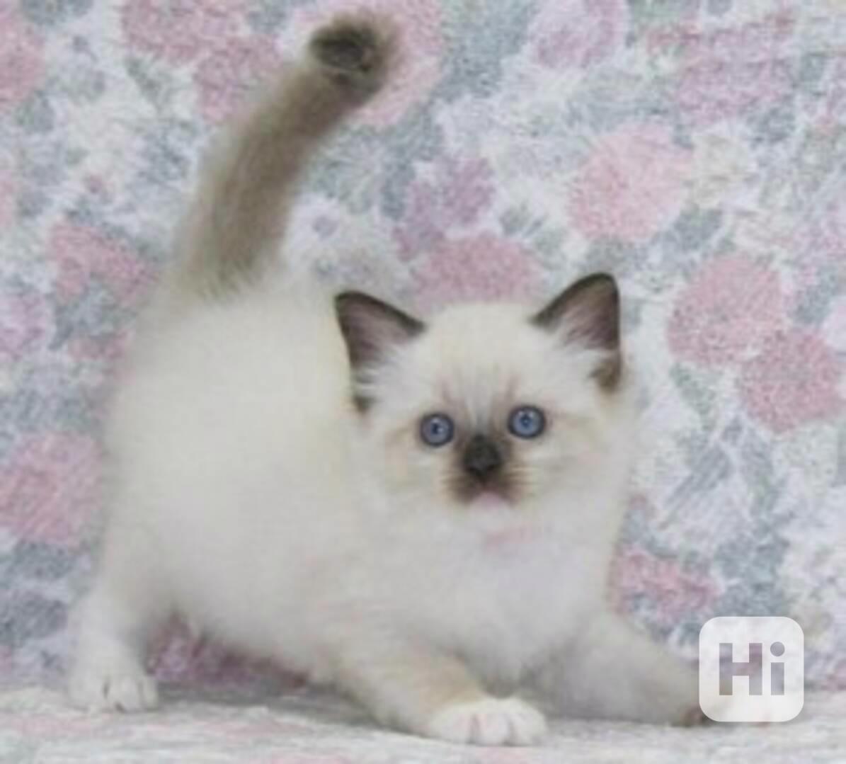 ragdoll koťata  k adopci - foto 1