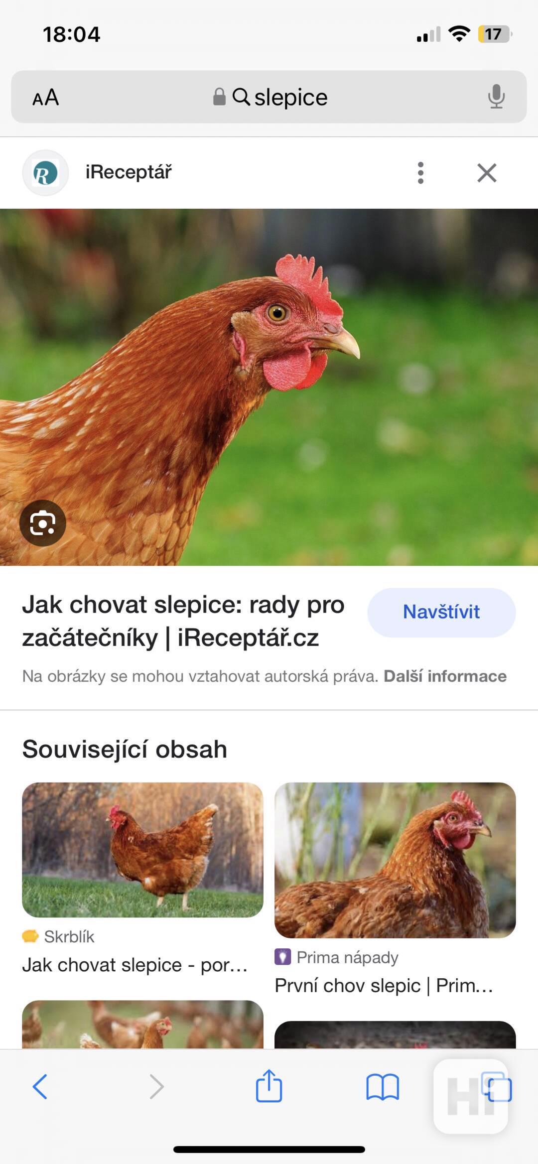 Prodej slepic - foto 1