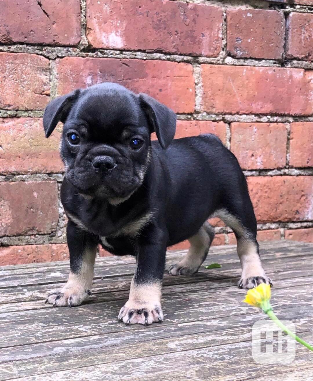 Štěňata francouzského buldočka - foto 1