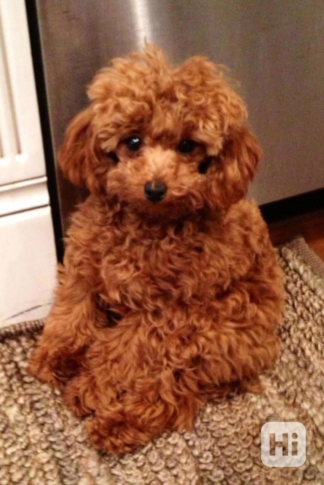 1,1 kg korejský pudl hledá domov - foto 1