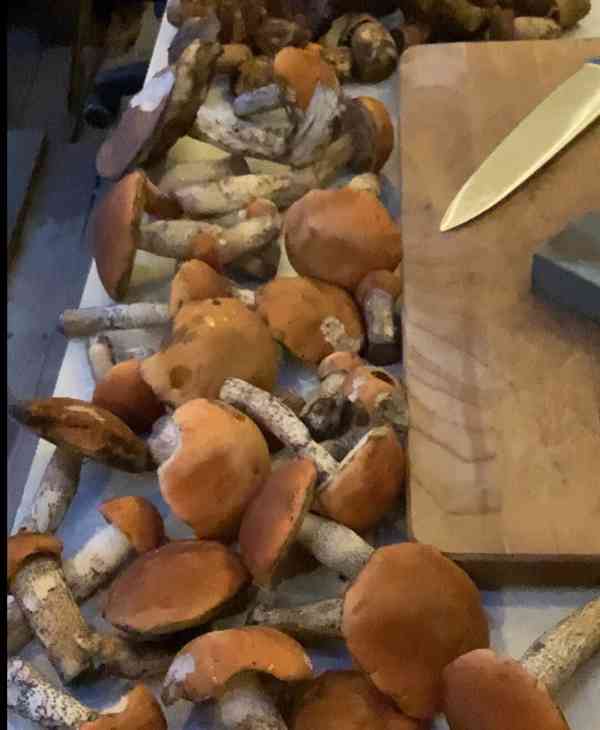 Čerstvé houby - kotrče- dnes i hřib, kovář a křemeňák  - foto 3