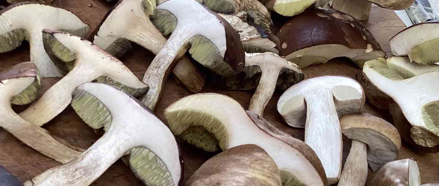 Čerstvé houby - kotrče- dnes i hřib, kovář a křemeňák  - foto 4