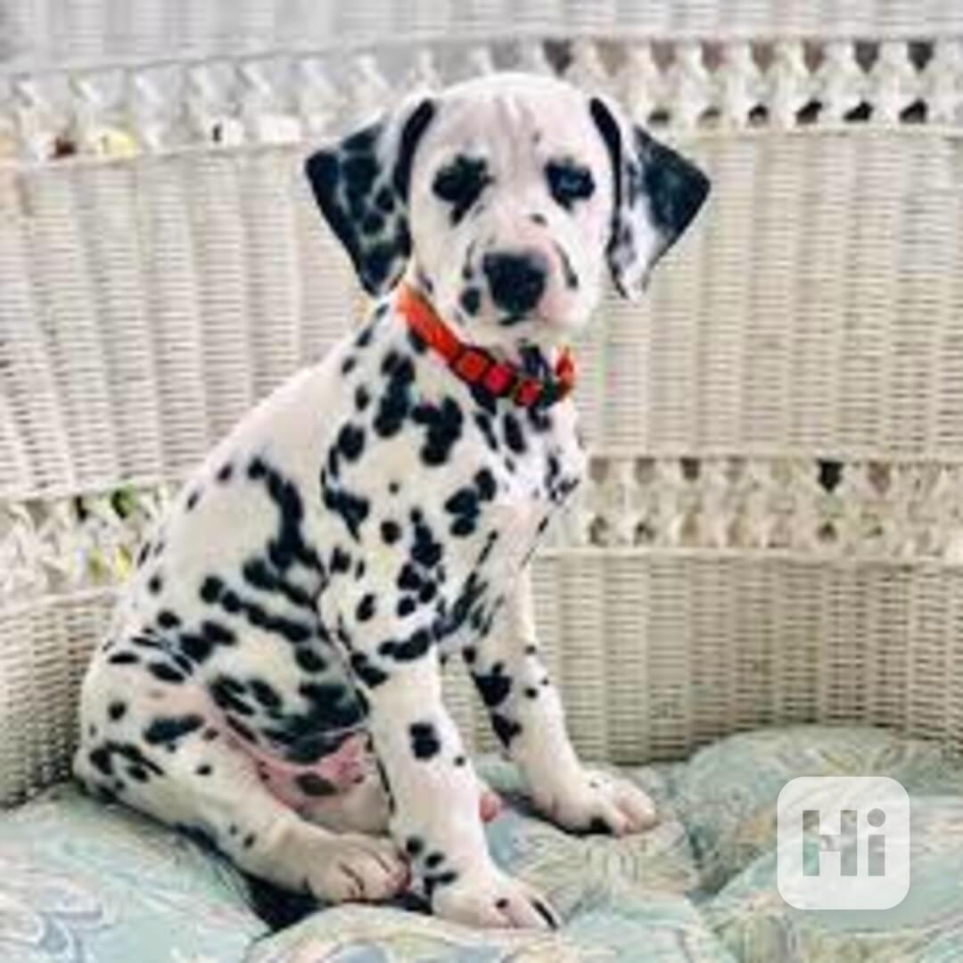 přátelská štěňata dalmatinů,  - foto 1