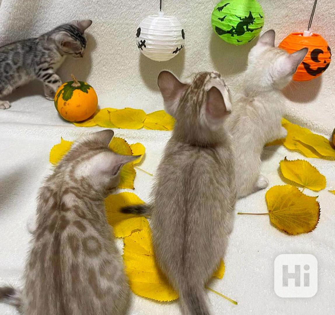 Bengálská kočka, koťata s PP  - foto 1