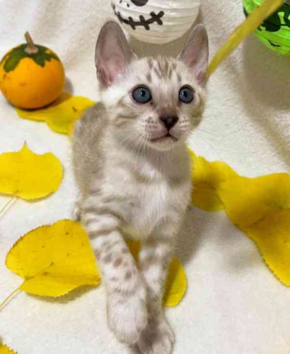 Bengálská kočka, koťata s PP  - foto 6