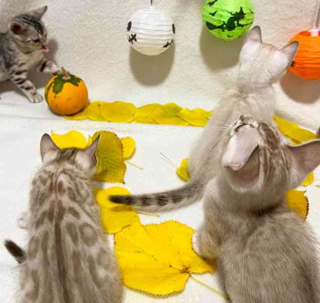 Bengálská kočka, koťata s PP  - foto 3