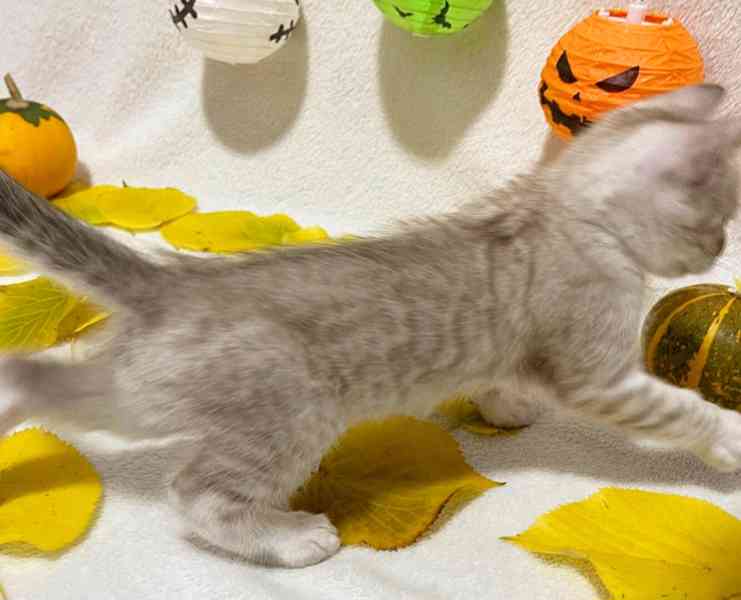 Bengálská kočka, koťata s PP  - foto 2