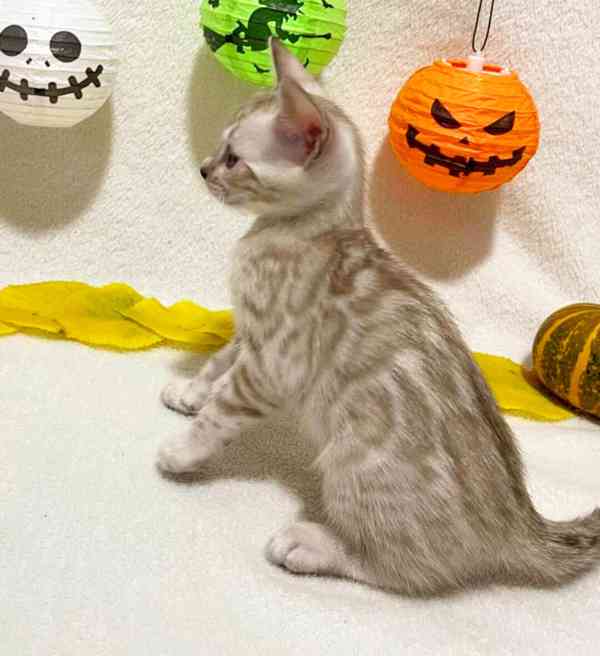 Bengálská kočka, koťata s PP  - foto 7