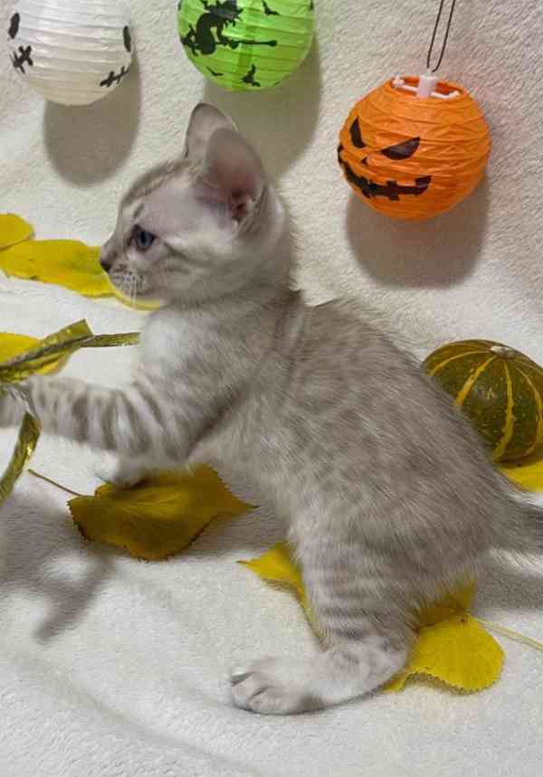 Bengálská kočka, koťata s PP  - foto 4