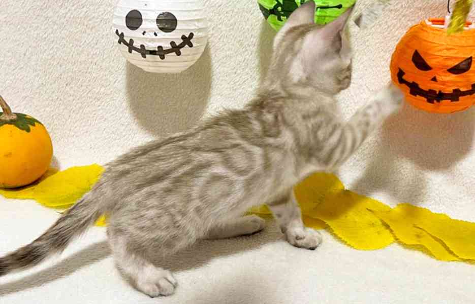 Bengálská kočka, koťata s PP  - foto 5