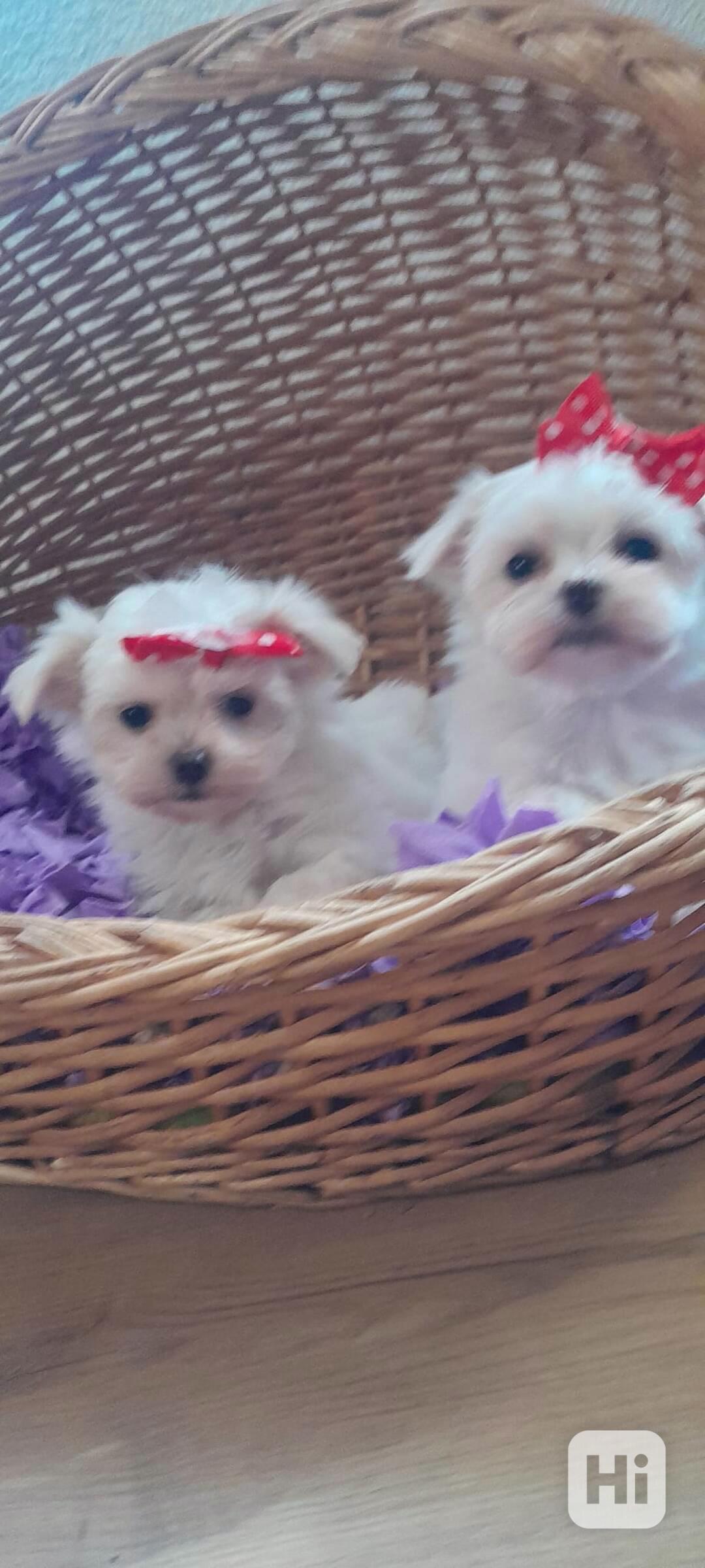 Maltézský psík, Maltézáček bez PP, - foto 1