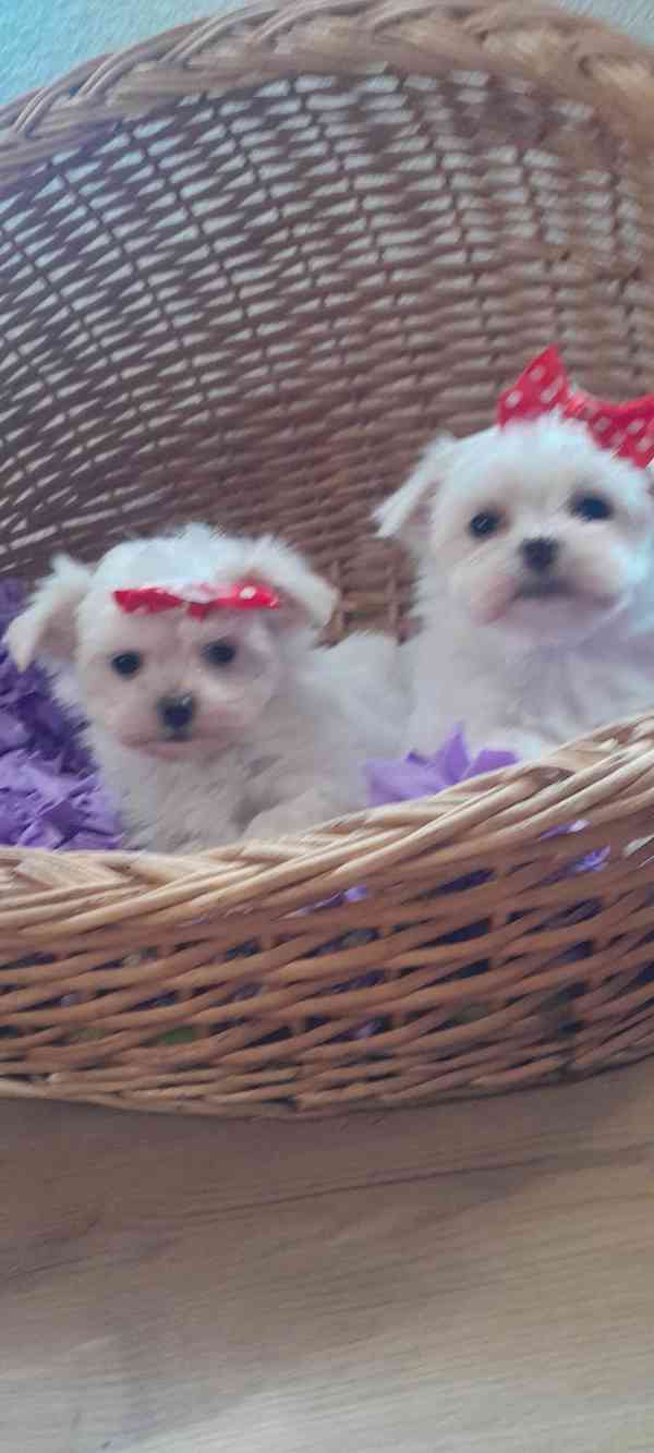 Maltézský psík, Maltézáček bez PP, - foto 1