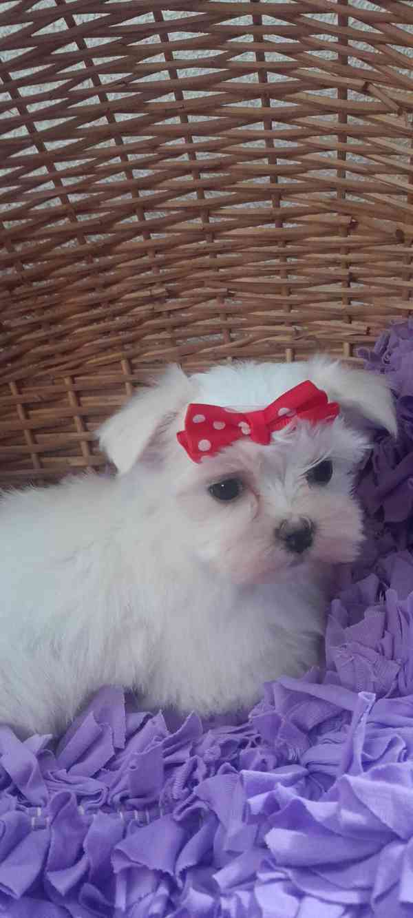 Maltézský psík, Maltézáček bez PP, - foto 3