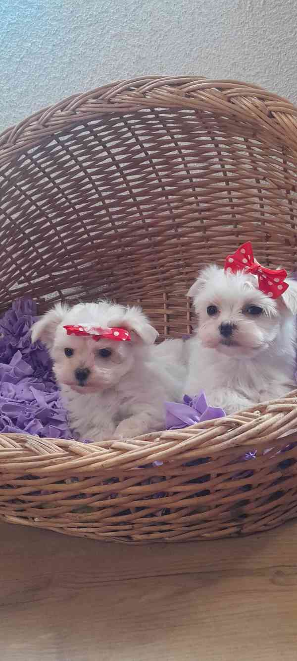 Maltézský psík, Maltézáček bez PP, - foto 2