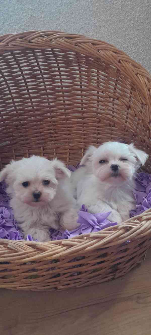 Maltézský psík, Maltézáček bez PP, - foto 5