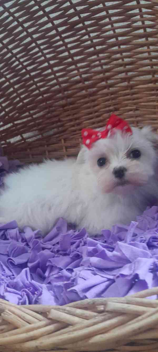 Maltézský psík, Maltézáček bez PP, - foto 4