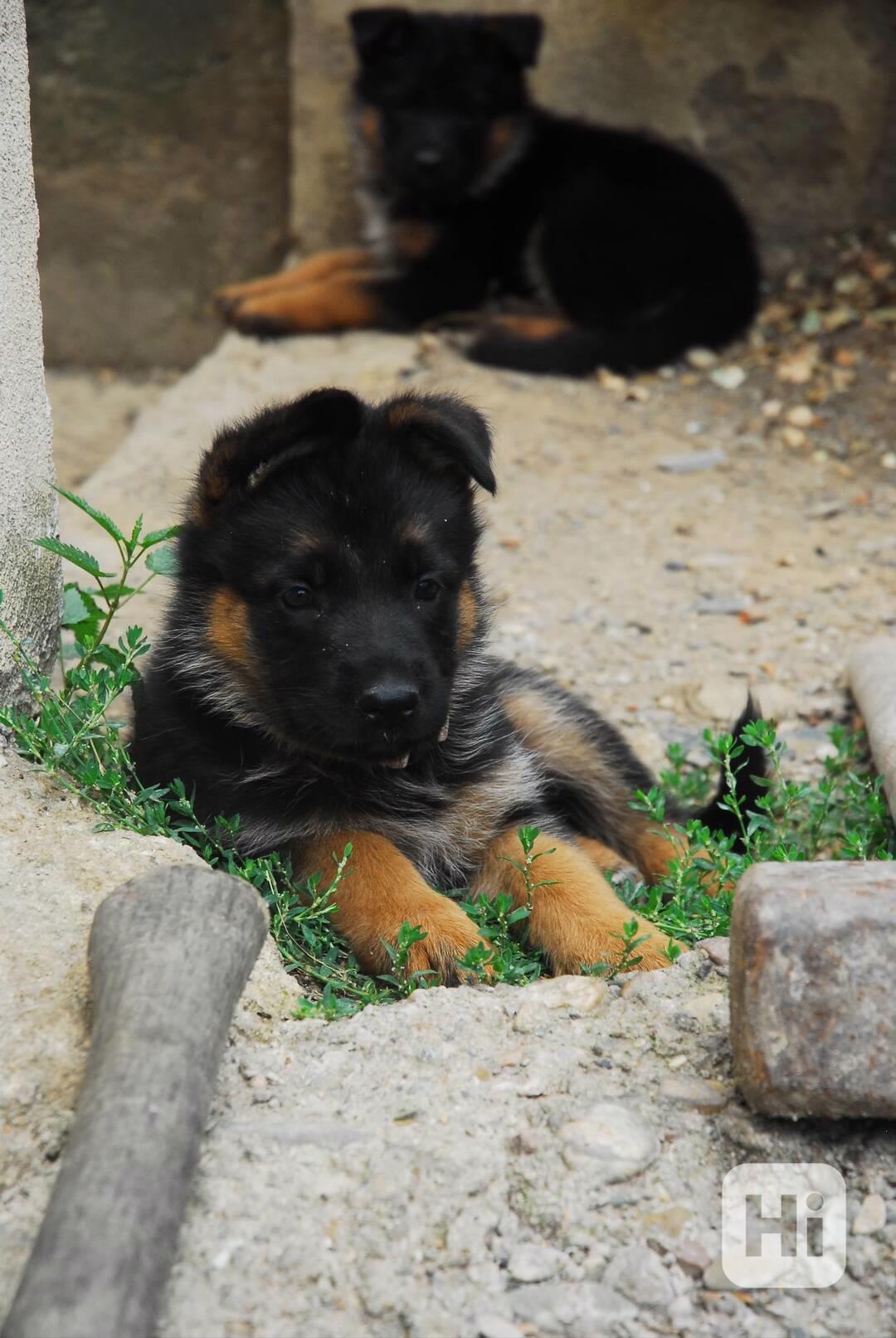 Německý ovčák - foto 1