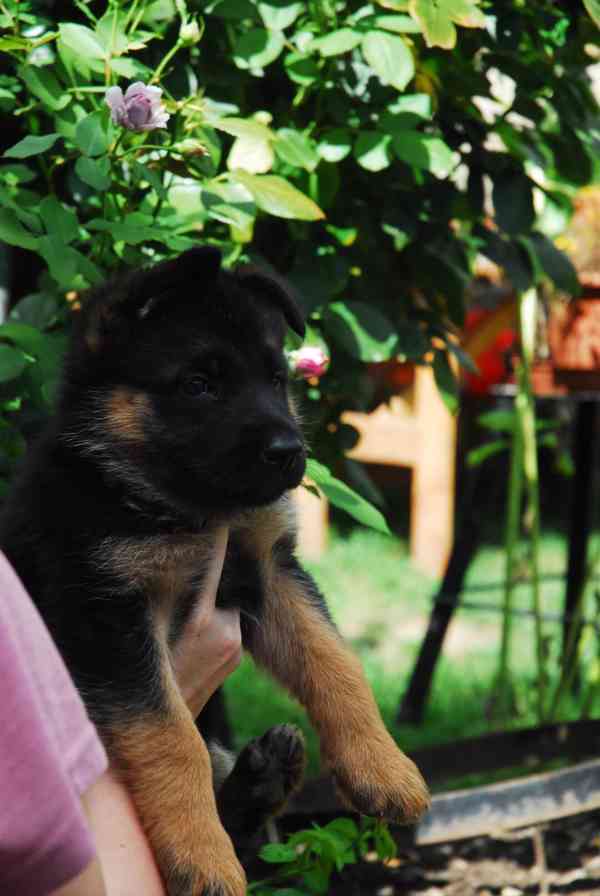 Německý ovčák - foto 3