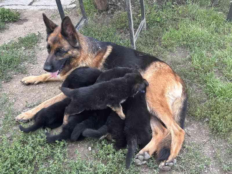 Německý ovčák - foto 6