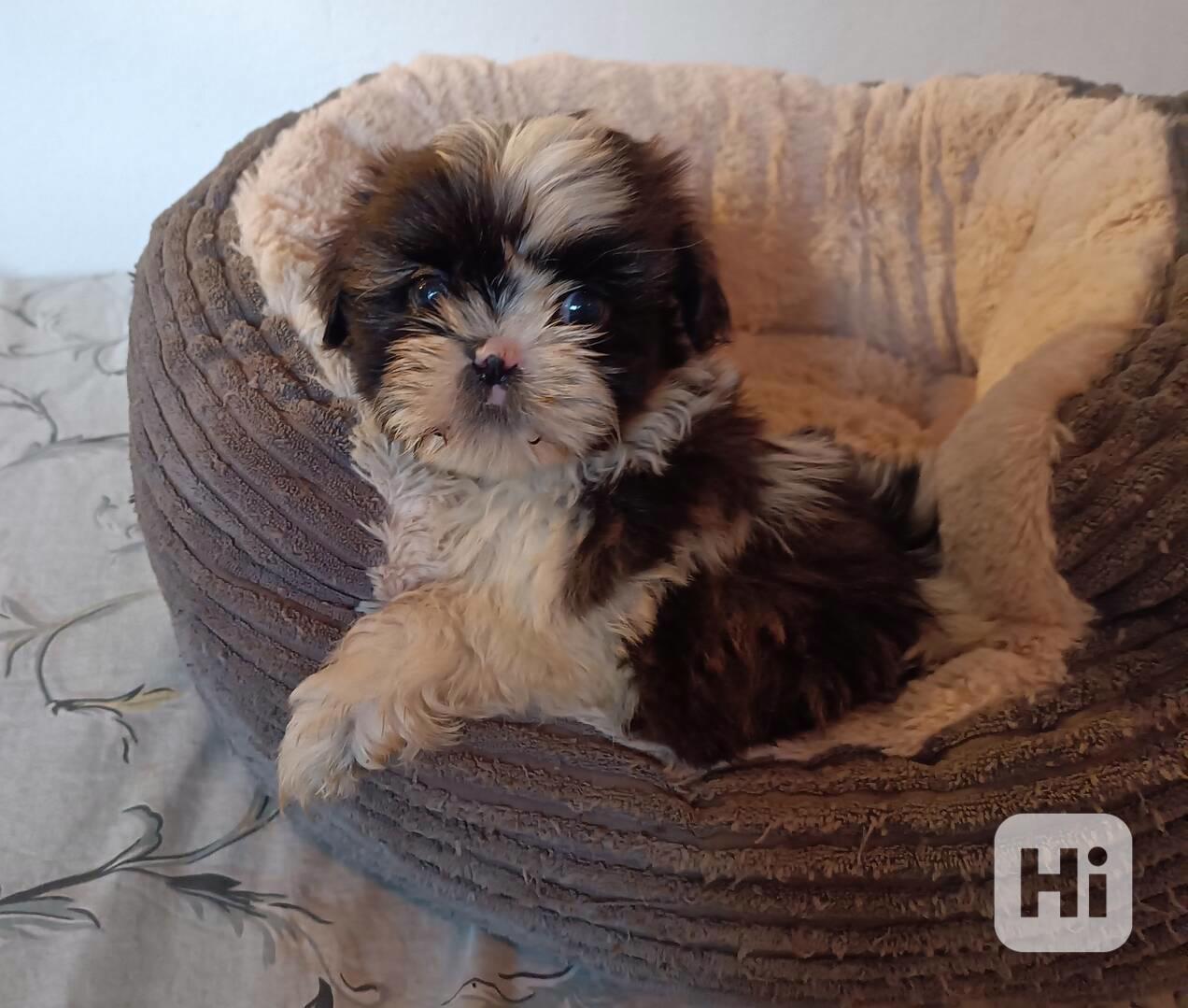 Shih-tzu - prodáme štěňátka bez pp - foto 1