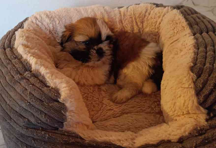 Shih-tzu - prodáme štěňátka bez pp - foto 2