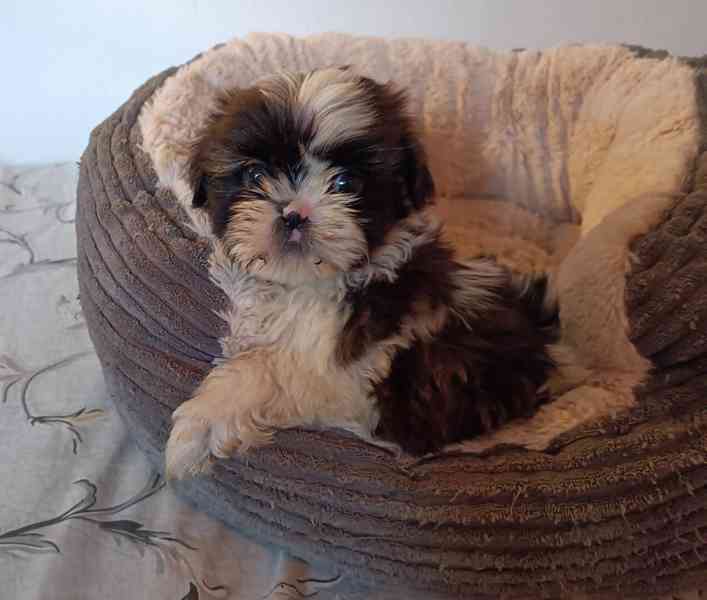 Shih-tzu - prodáme štěňátka bez pp