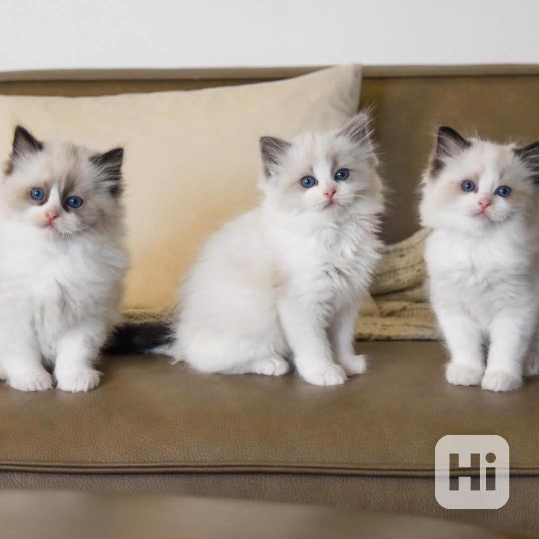 Nádherná koťátka plemene Ragdoll hledají trvalé rodiny - foto 1