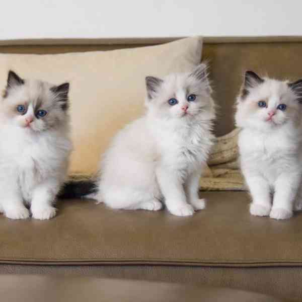Nádherná koťátka plemene Ragdoll hledají trvalé rodiny