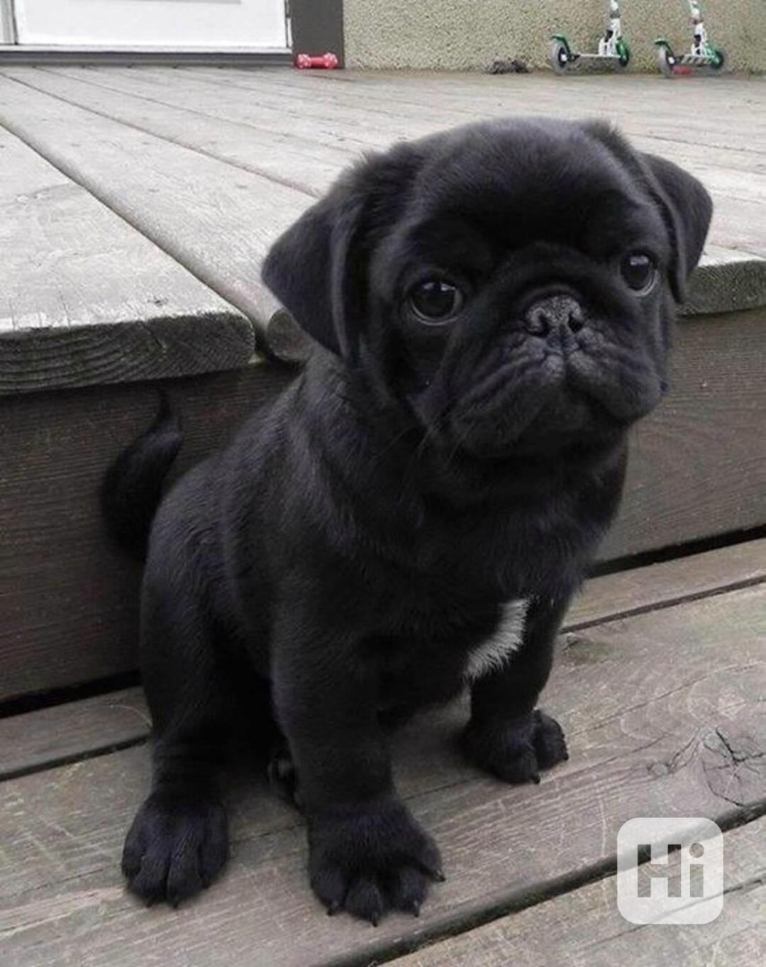 Mops (Mopslík) Pug štěňátka - foto 1