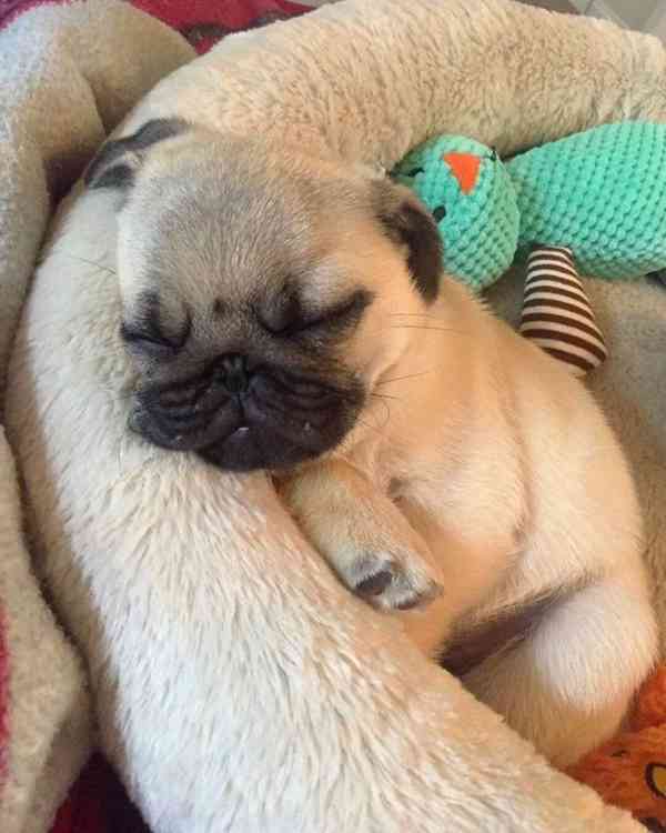 Mops (Mopslík) Pug štěňátka - foto 2