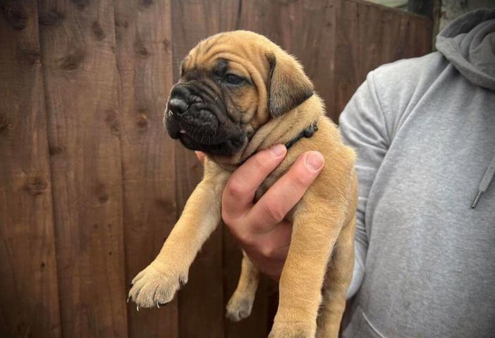 Bullmastiff - foto 11