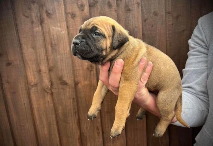 Bullmastiff - foto 10