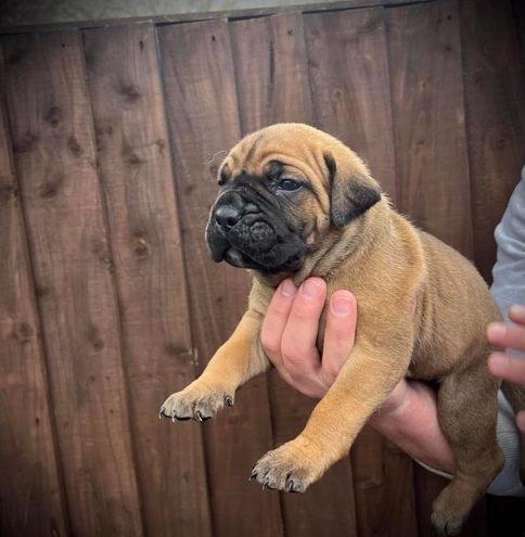 Bullmastiff - foto 13