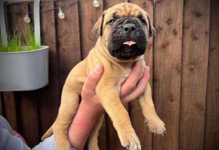 Bullmastiff - foto 19