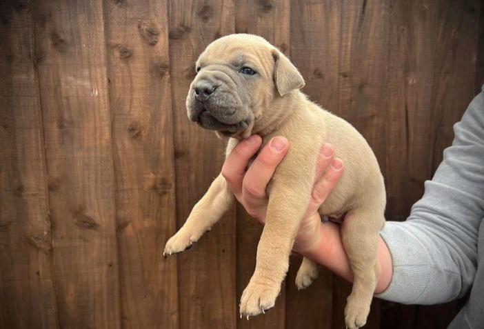 Bullmastiff - foto 4