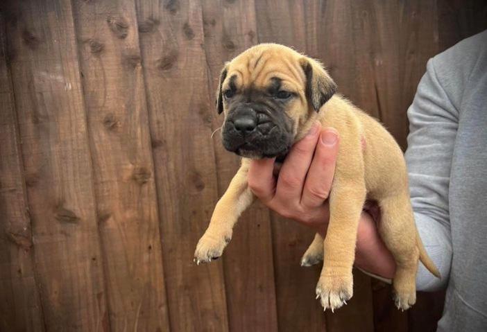 Bullmastiff - foto 14