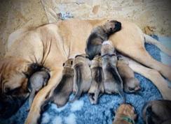 Bullmastiff - foto 20