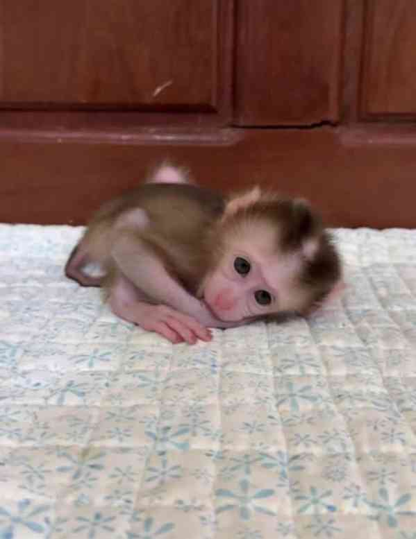 🌟🐒 Krásná opičí mláďata na prodej 💕 - foto 1