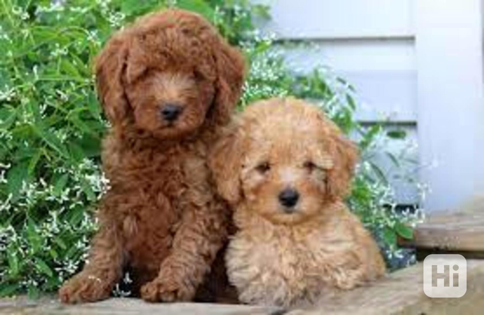 Štěňata toy pudla na prodej - foto 1