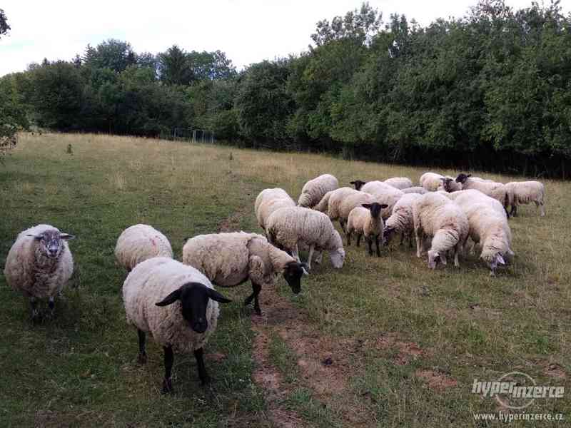 Prodám stádo ovcí - foto 1