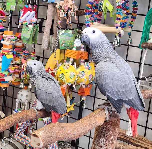 Výjimeční afričtí papoušci šedí – elitní společníci