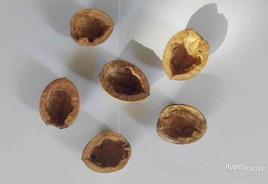 Skořápky vlašských ořechů - foto 1