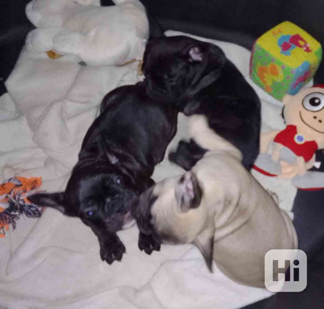 Štěňata  francouzských buldočku  - foto 1