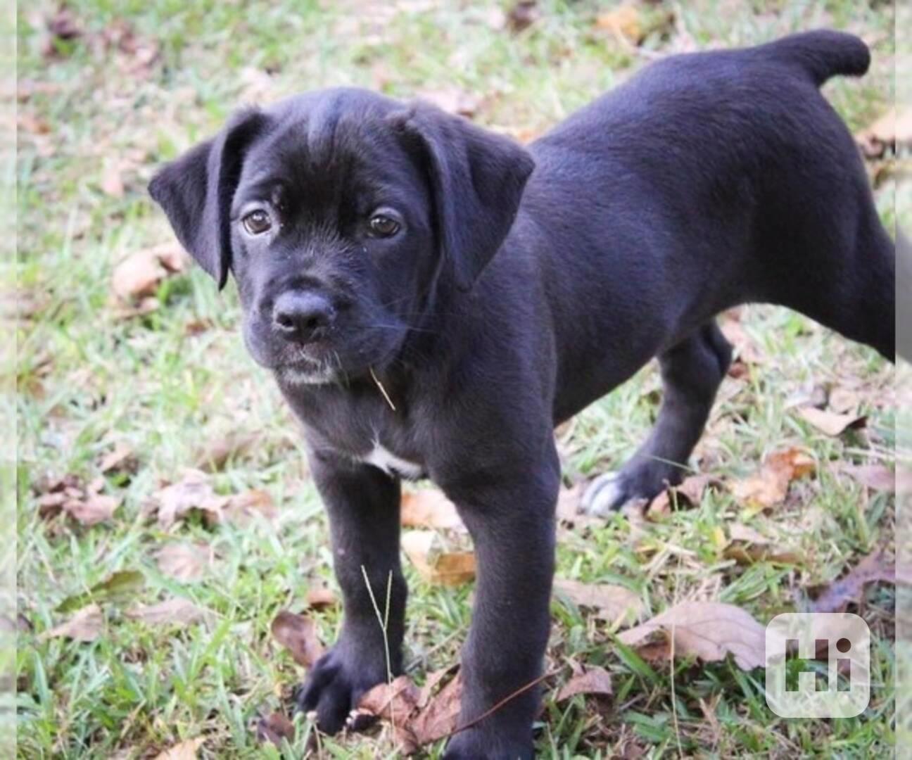 Ohromující štěňata Cane Corso - foto 1