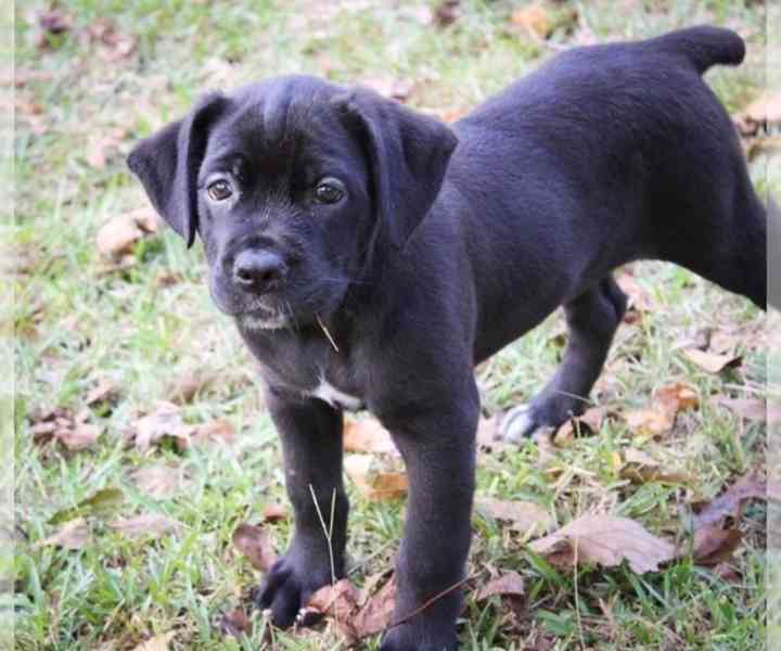 Ohromující štěňata Cane Corso - foto 1