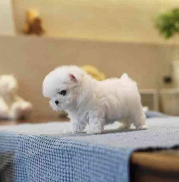 Rozkošná, vynikající štěňata maltézského ovčáka - foto 2