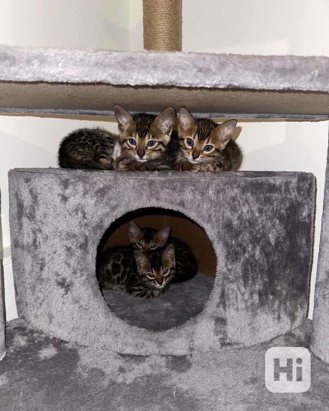 Krásná bengálská koťátka hledají nové místo, laskavě si mě a - foto 1