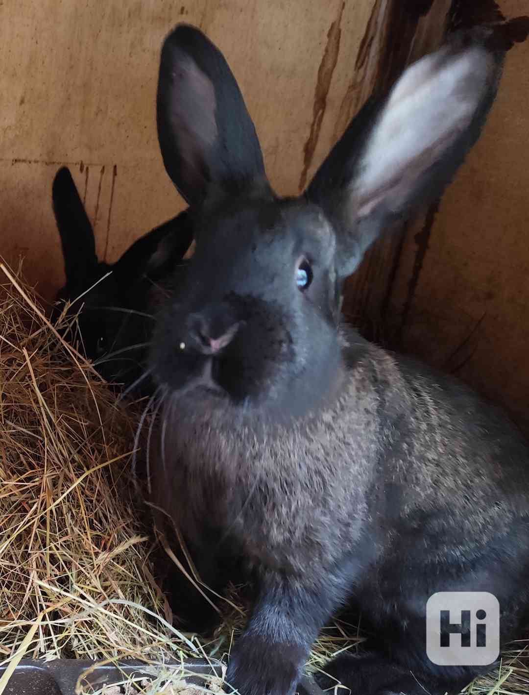Králík samci do chovu český strakáč x burgundský  - foto 1