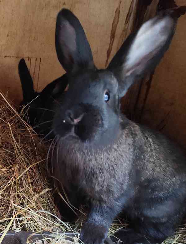 Králík samci do chovu český strakáč x burgundský  - foto 1